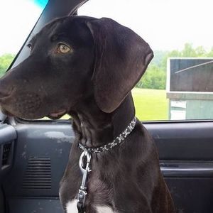 Meet your Posher, Bob